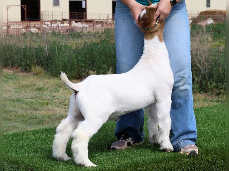 Belcher Farm & Ranch  4048