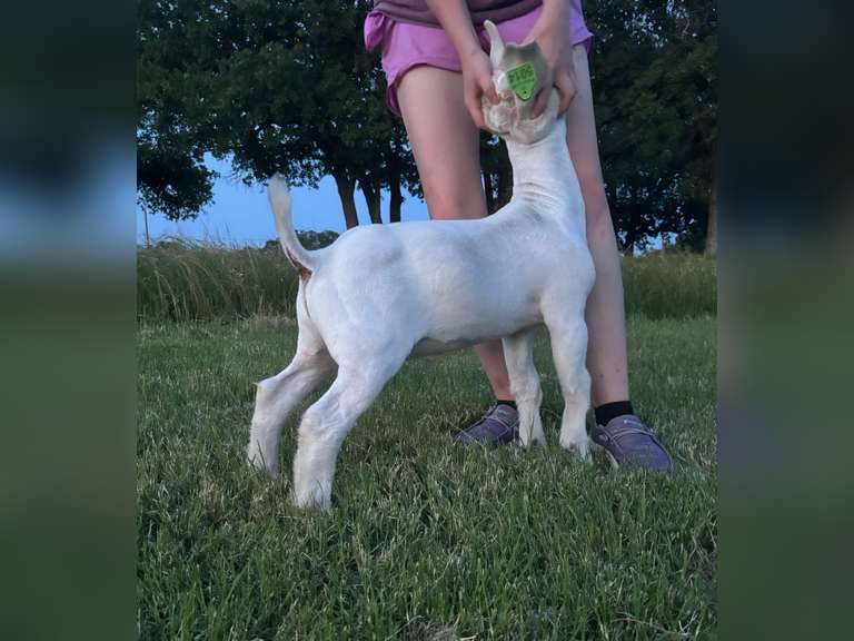 Flyin’ W Show Goats  5014
