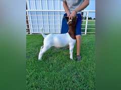 Bryson Show Goats  1328