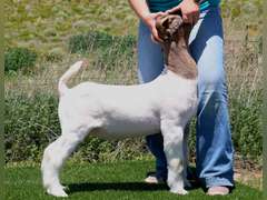 Belcher Farm & Ranch  4027