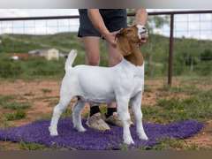 Titanium Livestock  5410