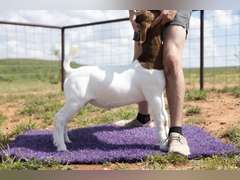 Titanium Livestock  5409