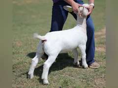 MB BOER Goats  2455