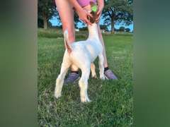 Flyin’ W Show Goats   5013