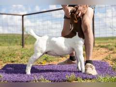 Titanium Livestock  5424
