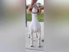 VC Show Goats  550