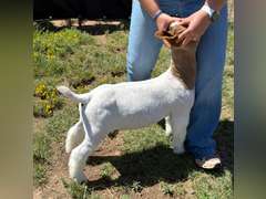 Belcher Farm & Ranch  4024