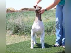 Belcher Farm & Ranch  4027