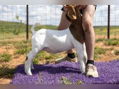 Titanium Livestock  5432