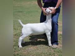 MB BoerGoats  2454