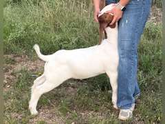 Bull Livestock   25103