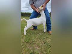 VC Show Goats  550