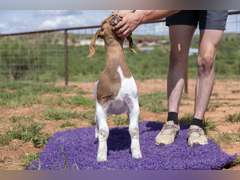 Titanium Livestock  5432