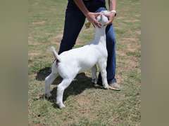 MB BoerGoats  2454