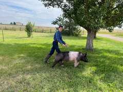 Malachi  Smith  Gold Creek 4-H
