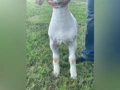 Elrod Farms  W113