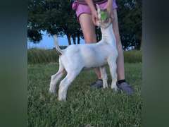 Flyin’ W Show Goats  5014