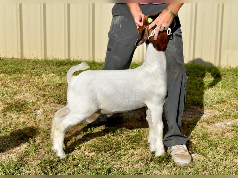 Bryson Show Goats  1365