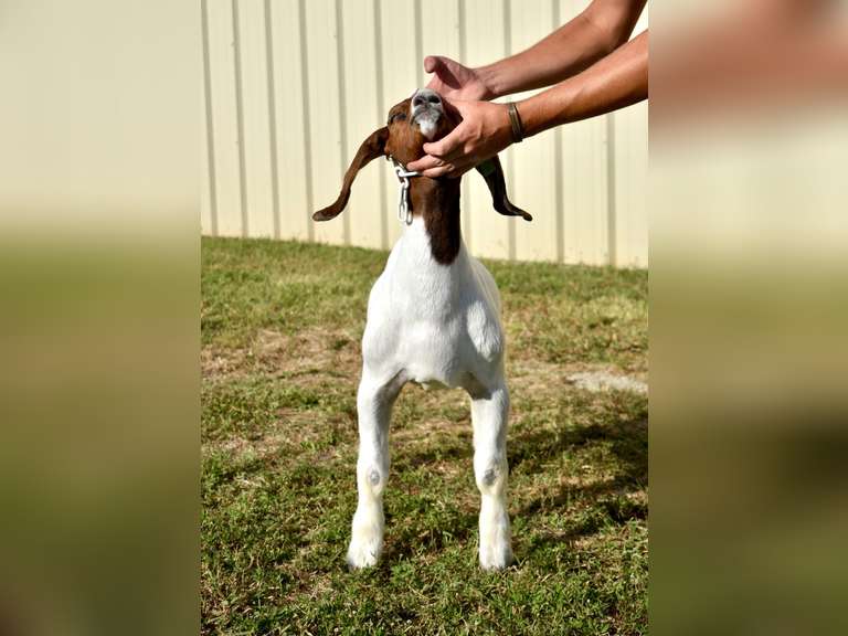 Bryson Show Goats  1365