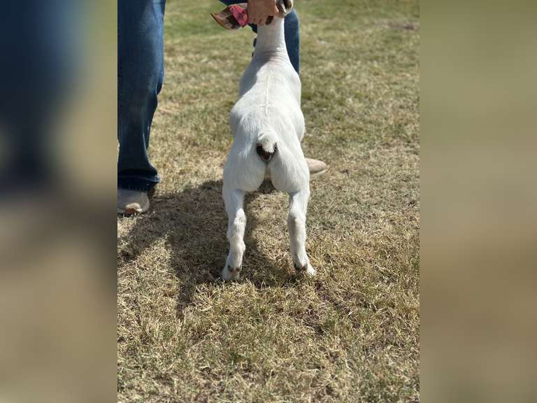 Grimes Show Goats  103