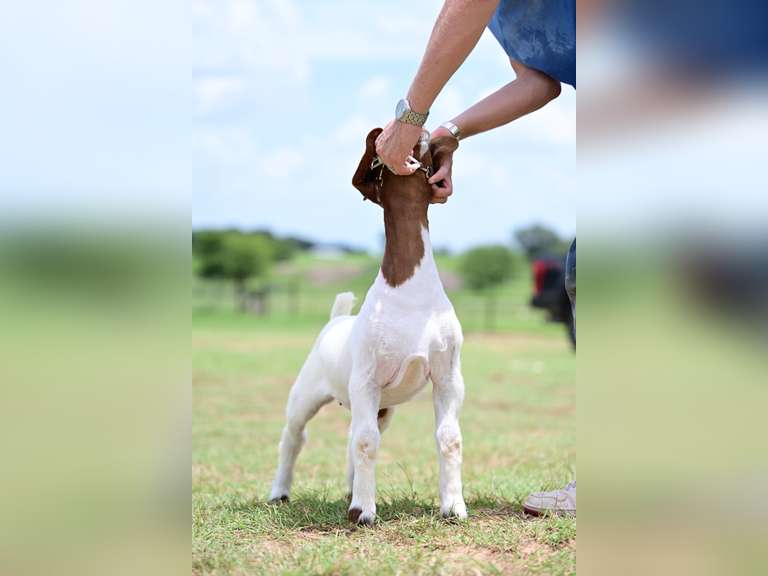 MB Boer Goats  2524