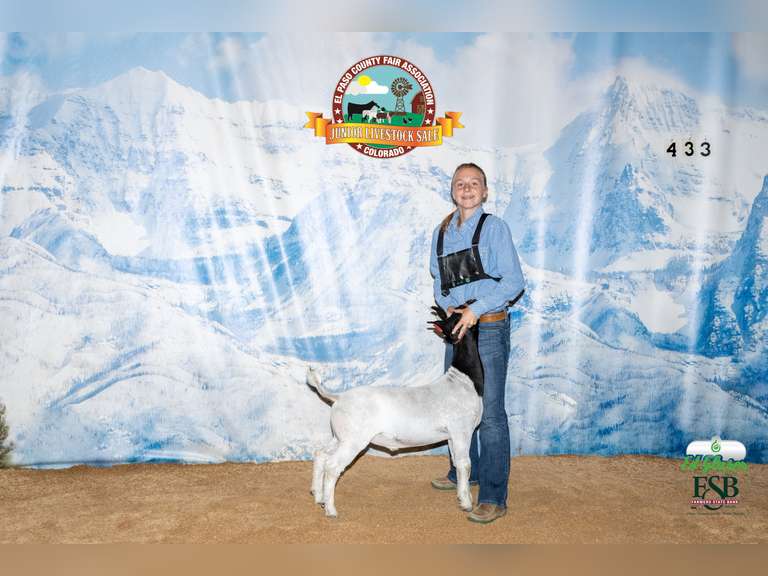 Hadley  Buchanan  Golden Prairie 4H Club