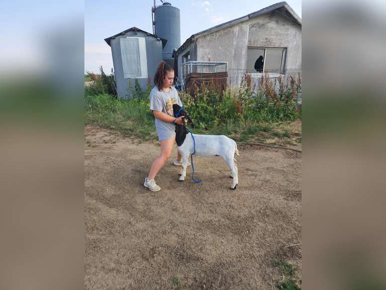 Trinity  Fulton  Rural Rustlers 4H