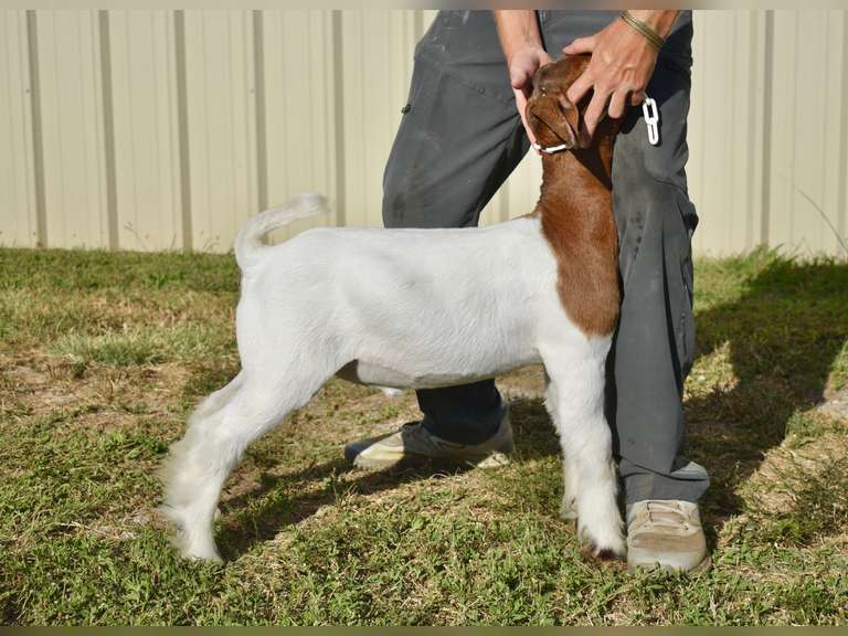 Bryson Show Goats  1342