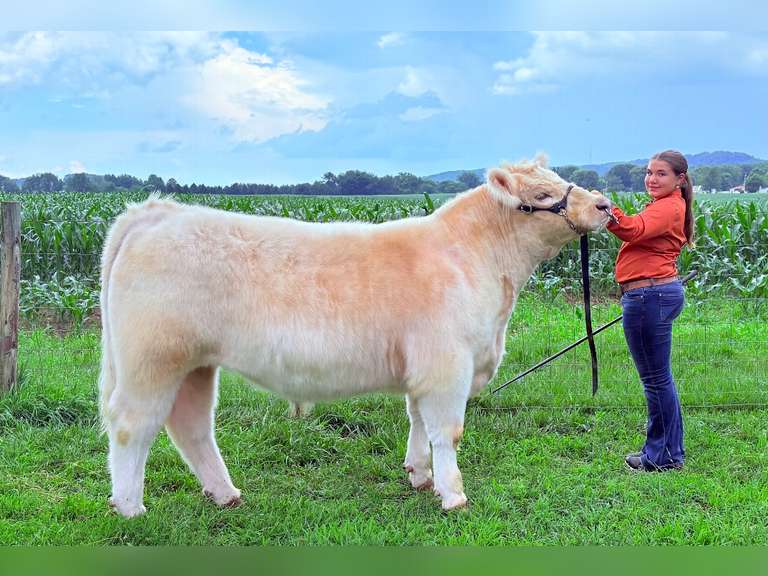 Sara Gamber Brown Frame Round-Up