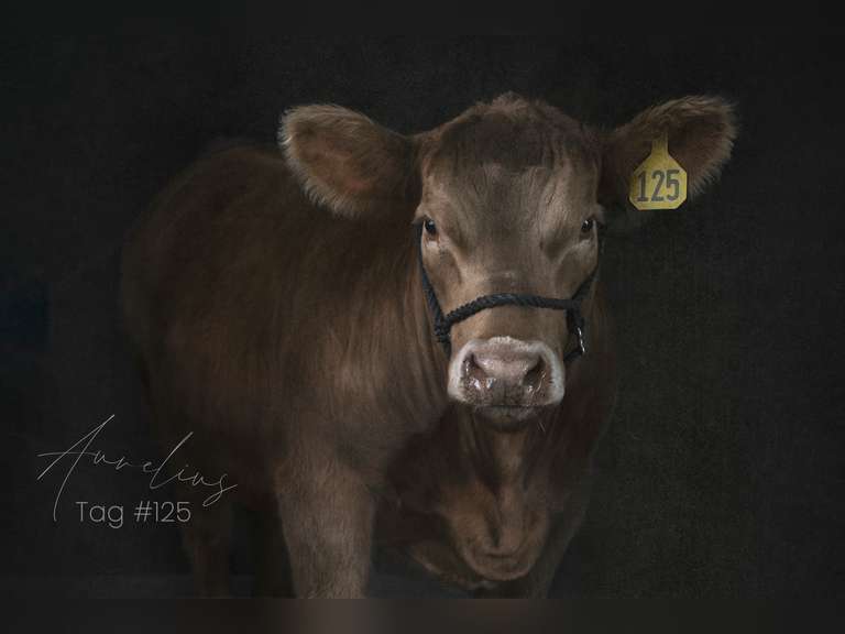 Eli  Anderson  Gold Creek 4H