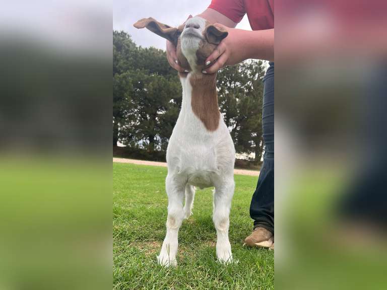 Epley Show Goats  5068