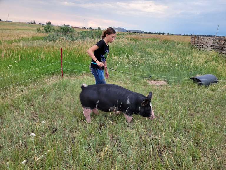 Bailey  Riniker  Kiowa Community 4H