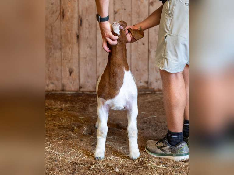 Finley Show Goats  046