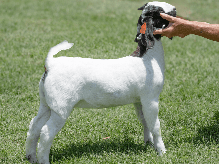 Read Livestock  0387