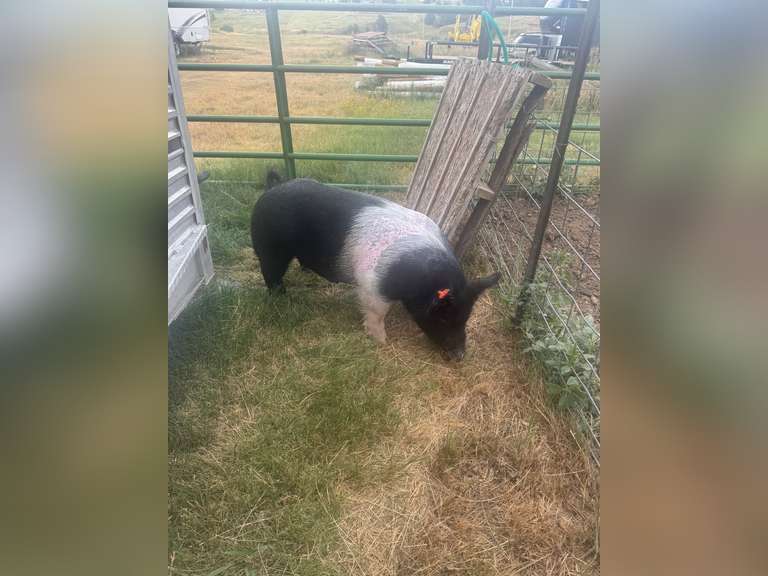 Dalton  Hudgins  Running Creek 4-H Club