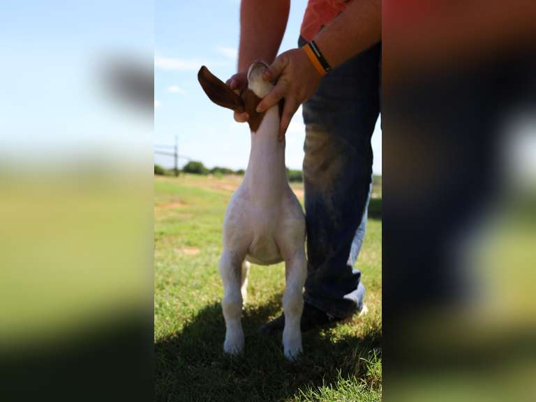 Flyin’W Show Goats  5047