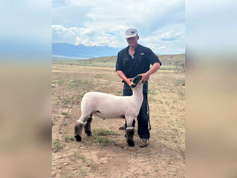 Docerty  McCoy   Custer County FFA
