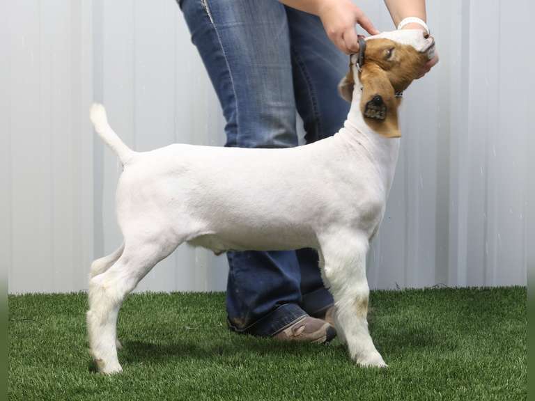 Belcher Farm & Ranch  4043
