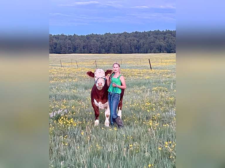 BRINLEY  WATTS  Kiowa Community 4H Club