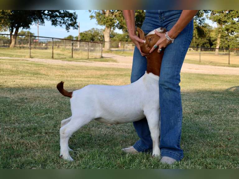 Titanium Livestock  5562