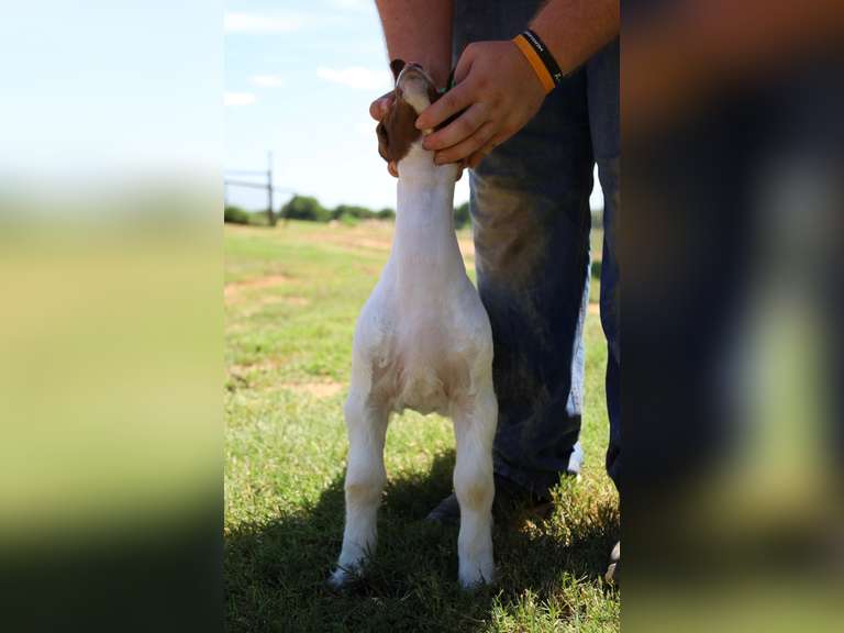Flyin’W Show Goats  5046