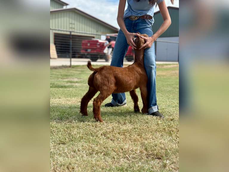 Grimes Show Goats  106