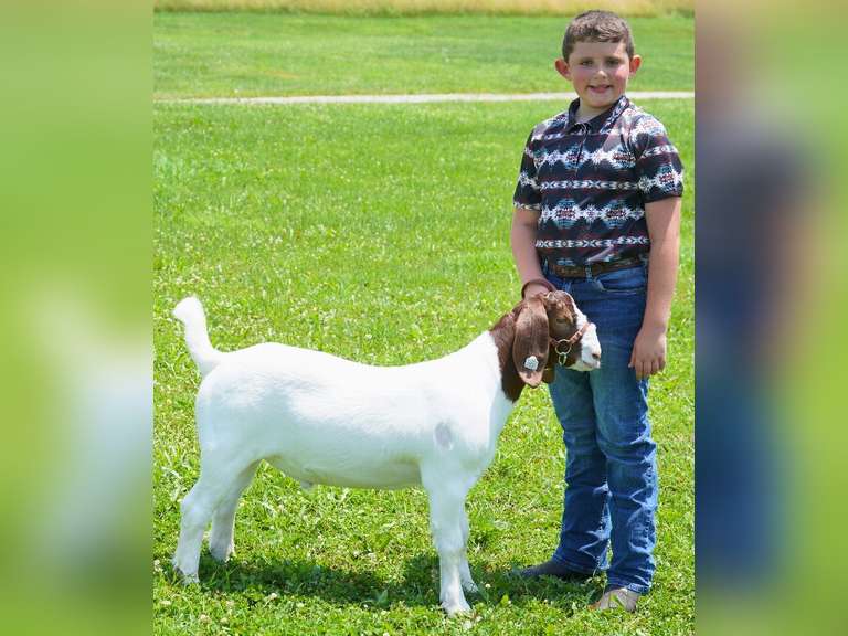 Connor Simmons The Beef Club