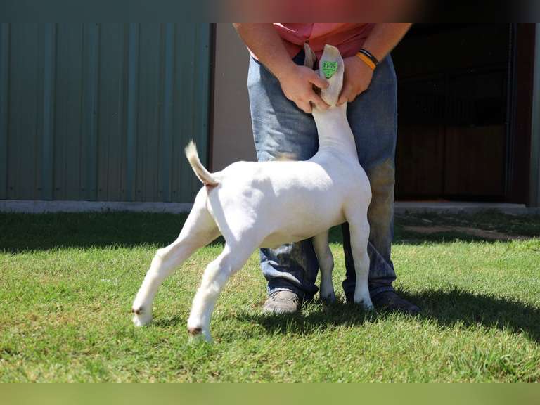 Flyin’W Show Goats  5014