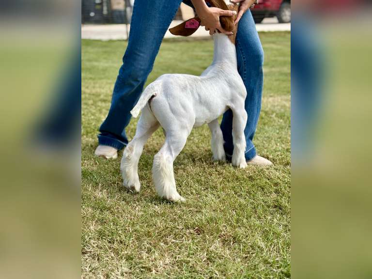 Grimes Show Goats  108