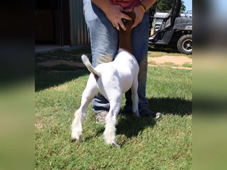 Compadres Cabritos/Flyin’W Show Goats  5023