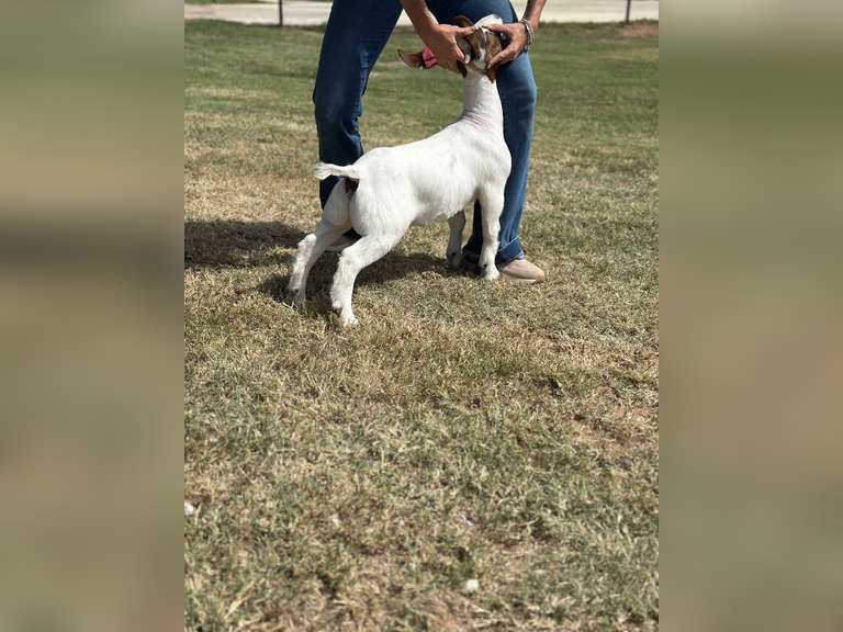 Grimes Show Goats  103
