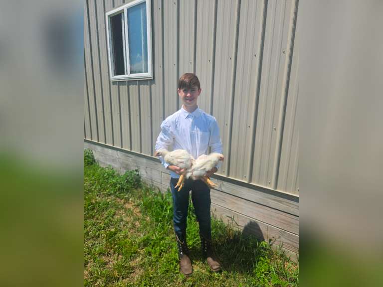 Logan Newsome Stillfork