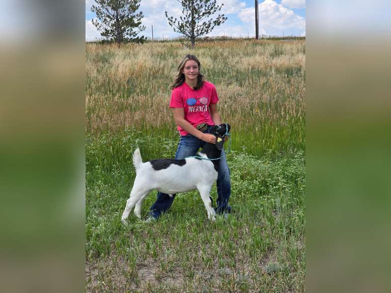Laina  Offutt  Rural Rustlers 4h Club