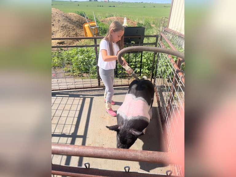 Savannah  Hinton  Kiowa Community 4-H